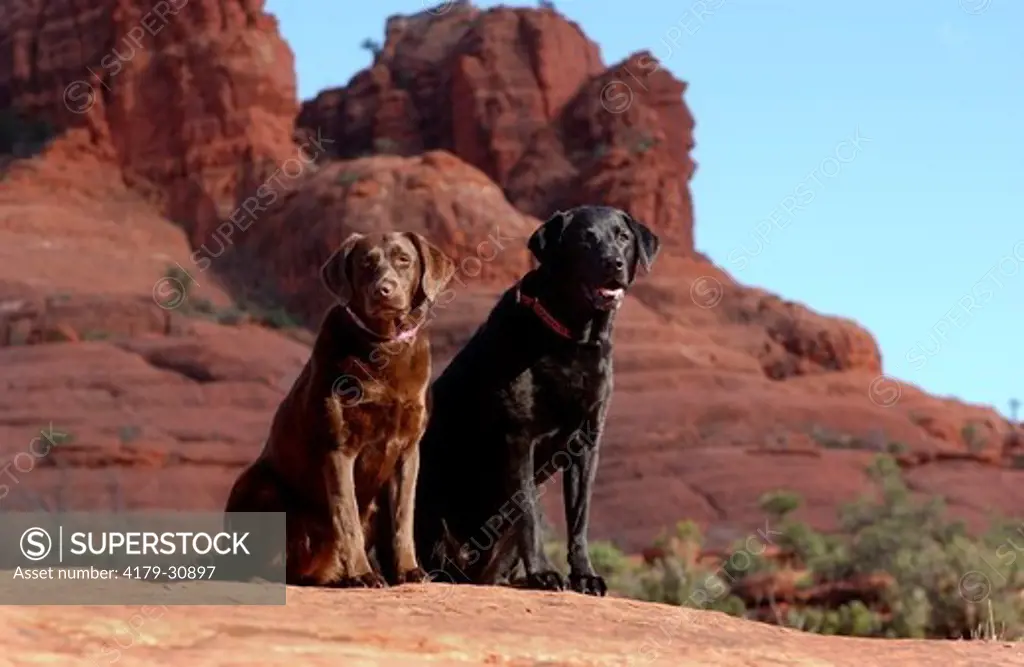 A Chocolate Labrador and a Black Labrador sit on Bell Rock in Sedona, Arizona.