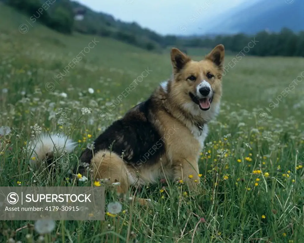 Mixed Breed Dog in Meadow