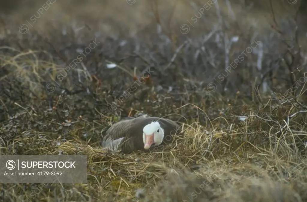 Snow goose on nest (Chen caerulescens) shores of Hudson Bay, Manitoba