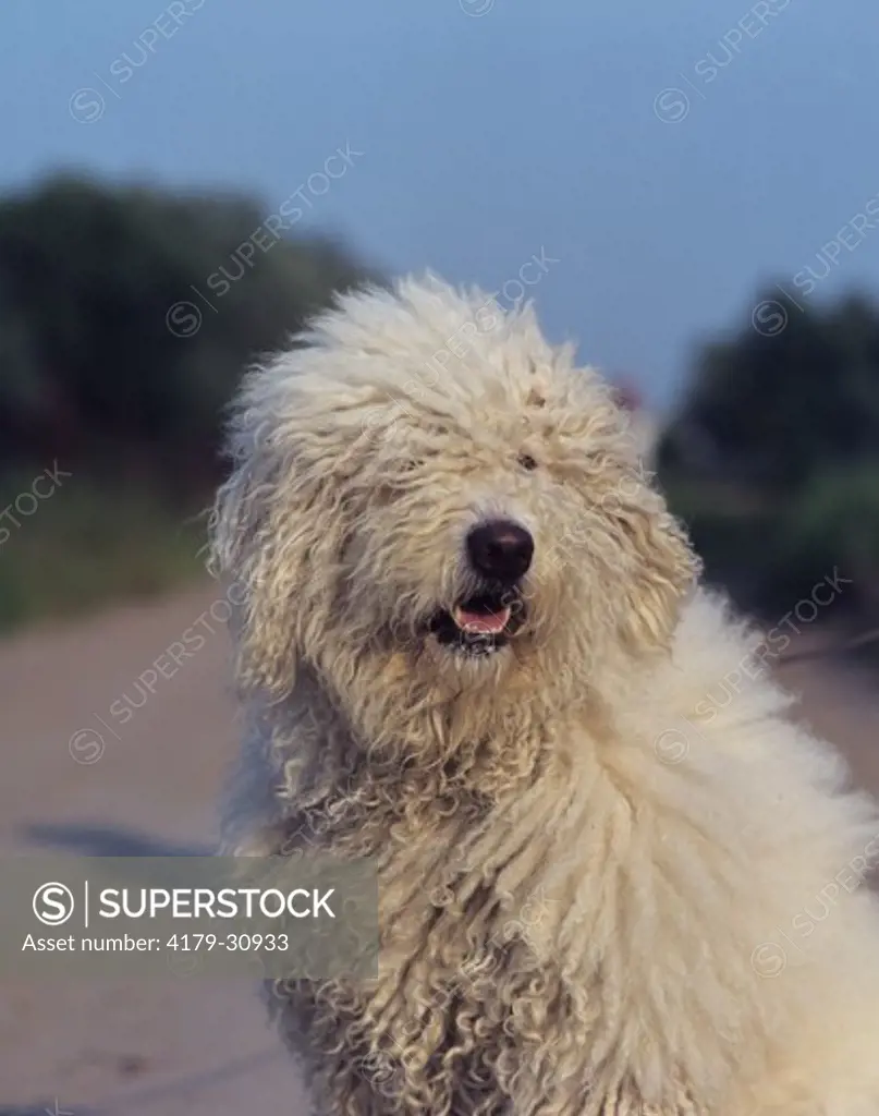 Puli or Hungarian Sheepdog, Portrait