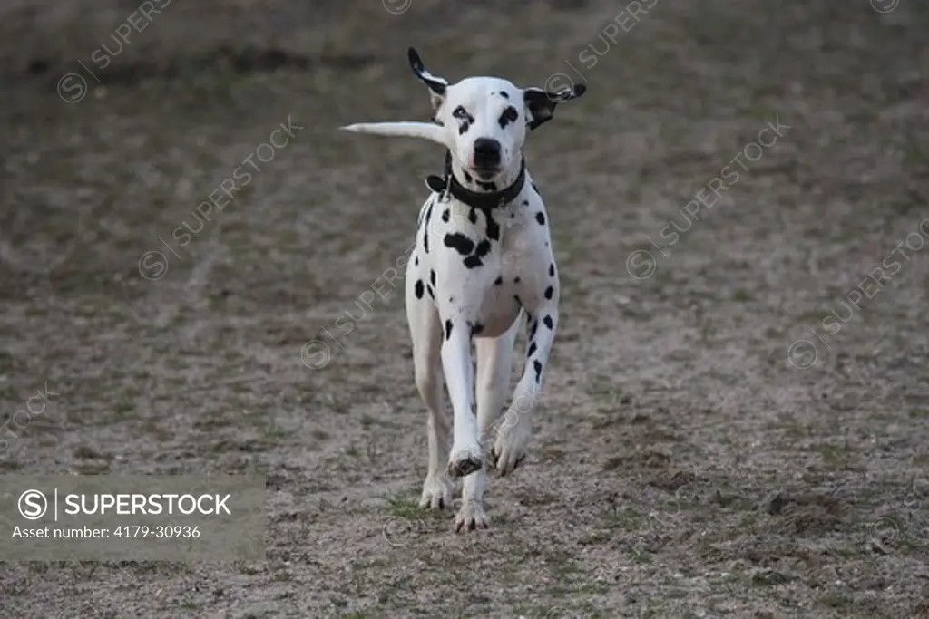 Dalmatian running