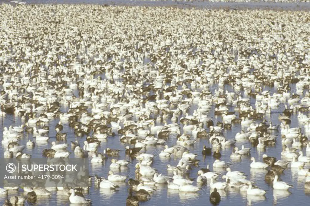 Snow Geese (Chen caerulescens) resting at Squaw Creek NWR, MO, Missouri