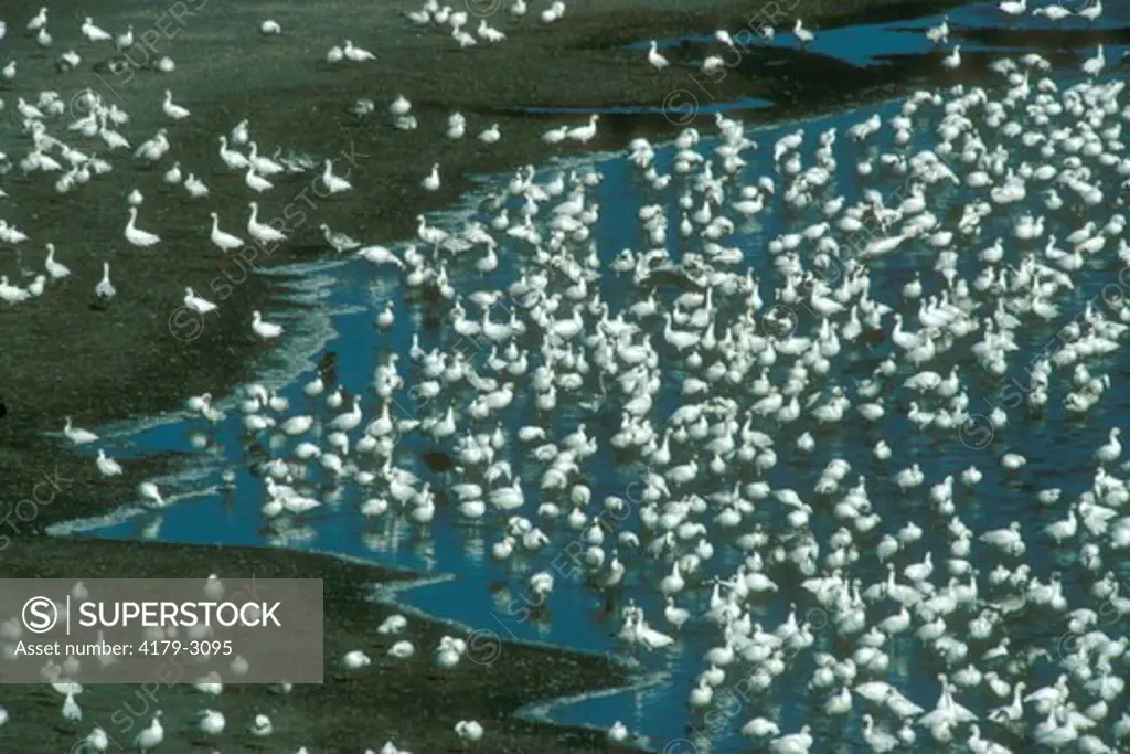 Snow Geese w/ few Canada Geese, fall migration Saskatchewan, Canada
