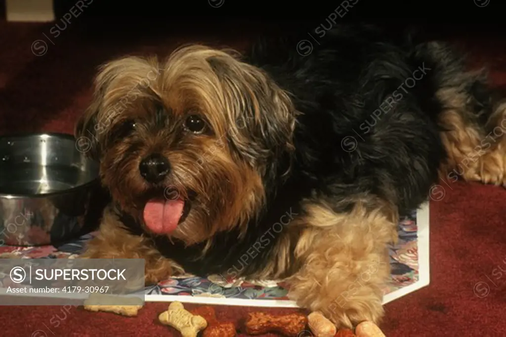 Dog: Yorkshire Terrier