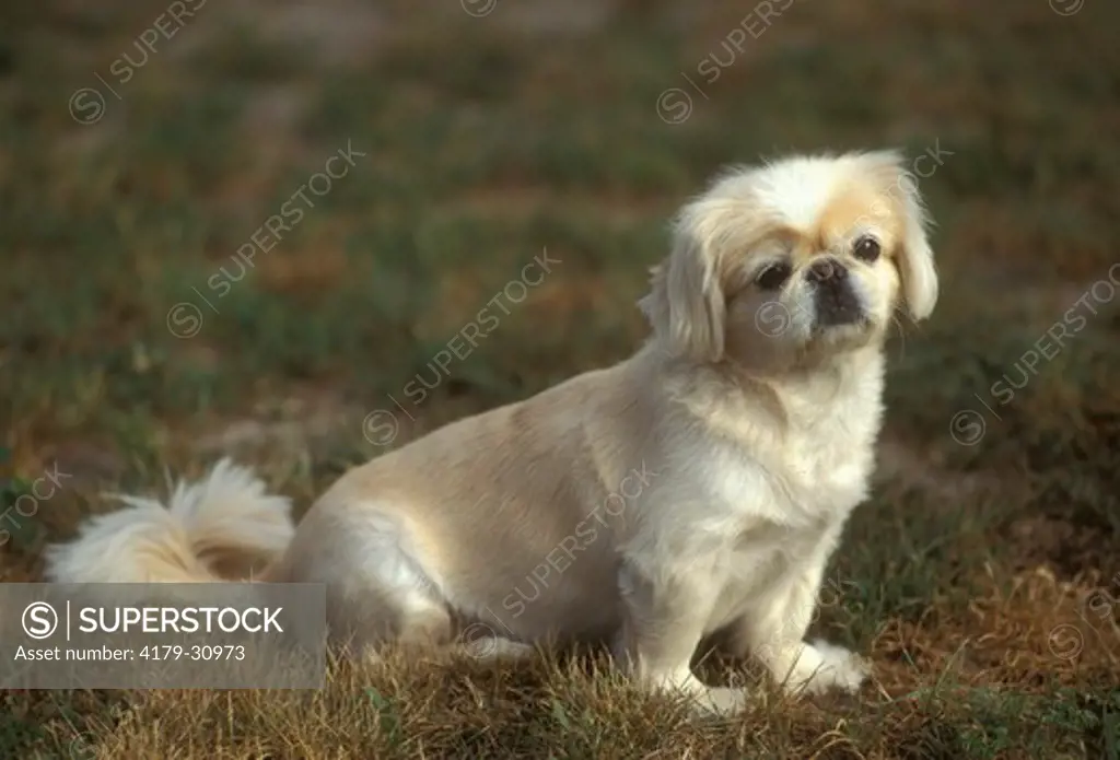 Dog:  Pekingese