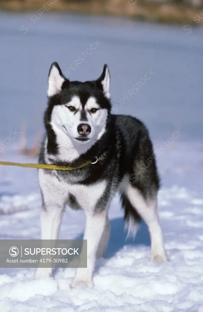 Dog: Siberian Husky