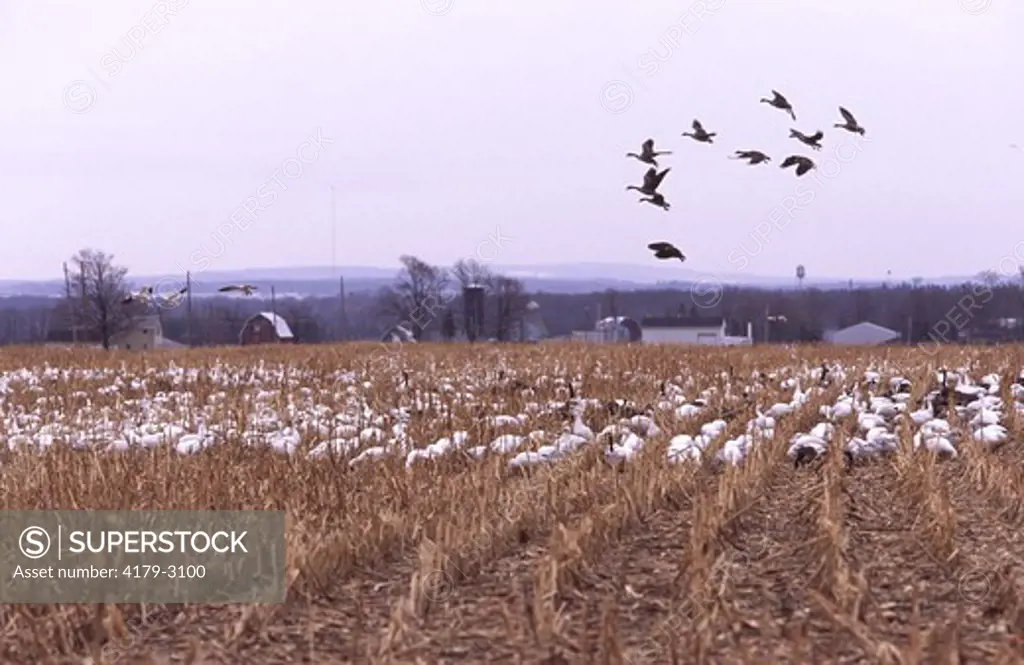 Mixed flock of migrating Canada and Snow Geese in corn field, early spring , (Branta canadensis & Chen caerulescens) Finger Lakes region, central NY