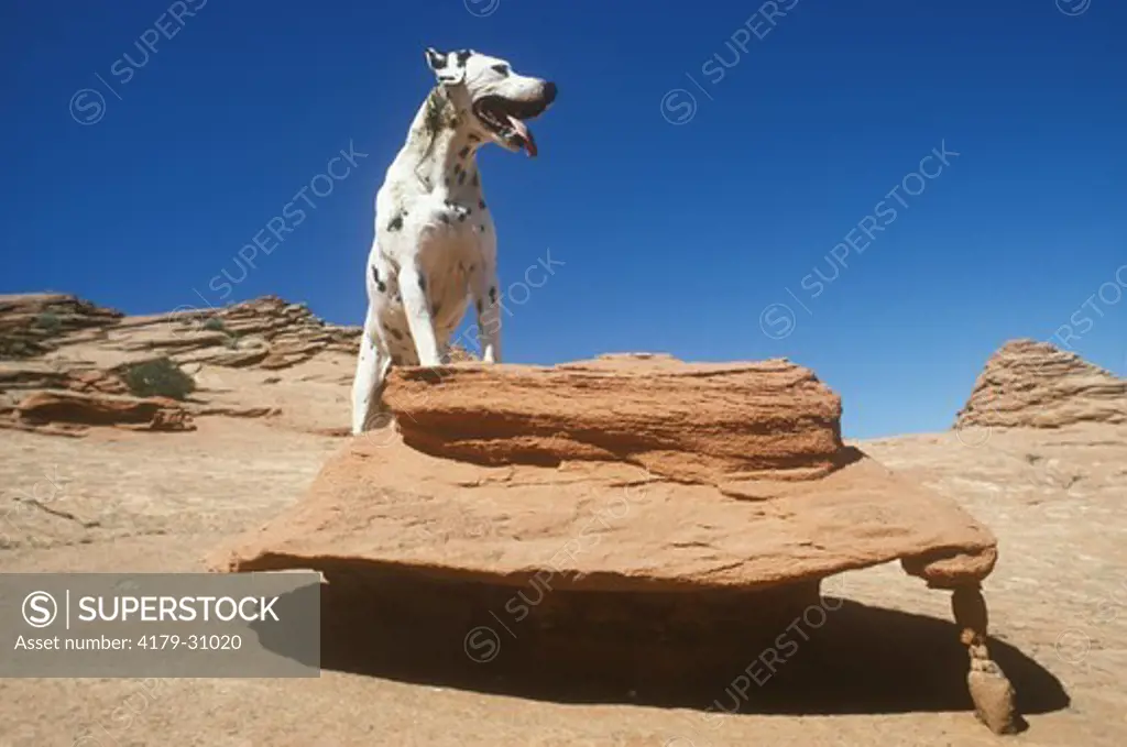 Dog, Windblown Navajo Sandstone. Pariah Wilderness Utah