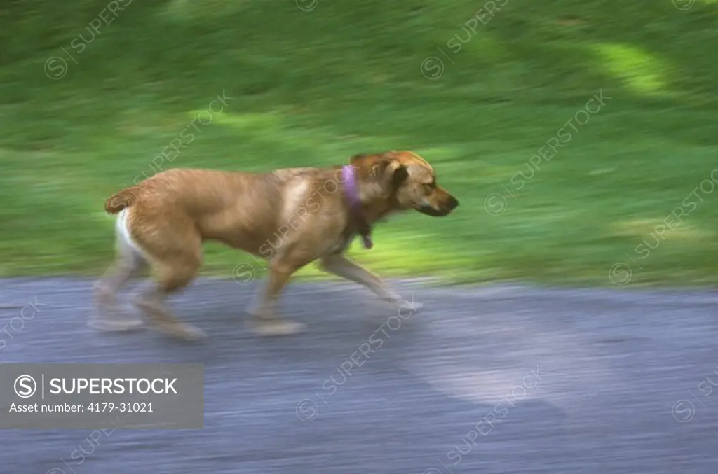 Mixed Breed Dog running on Street, Baton Rouge, LA
