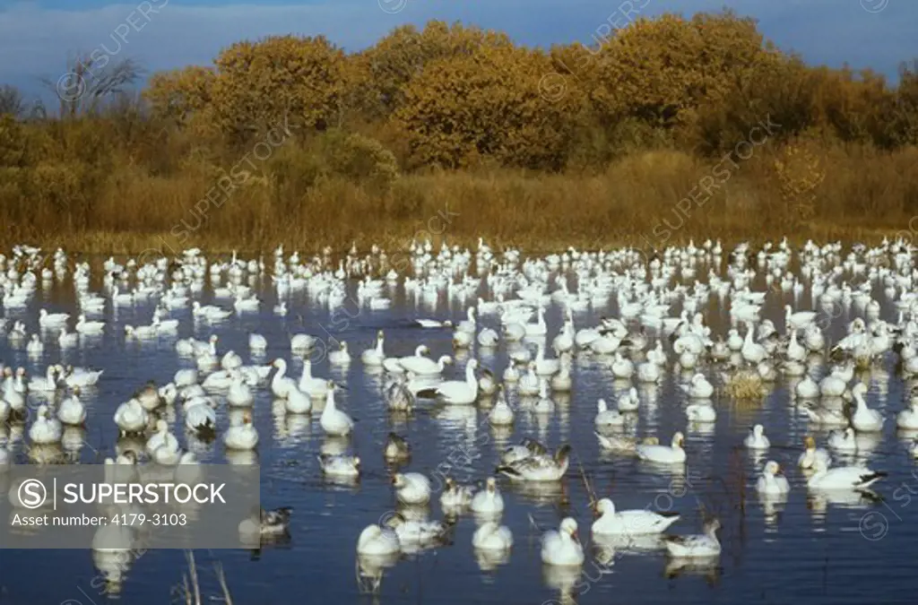 Snow Geese Flock on Pond (Chen caerulescens)  Bosque del Apache NWR, NM, New Mexico New Mexico Velvia 50