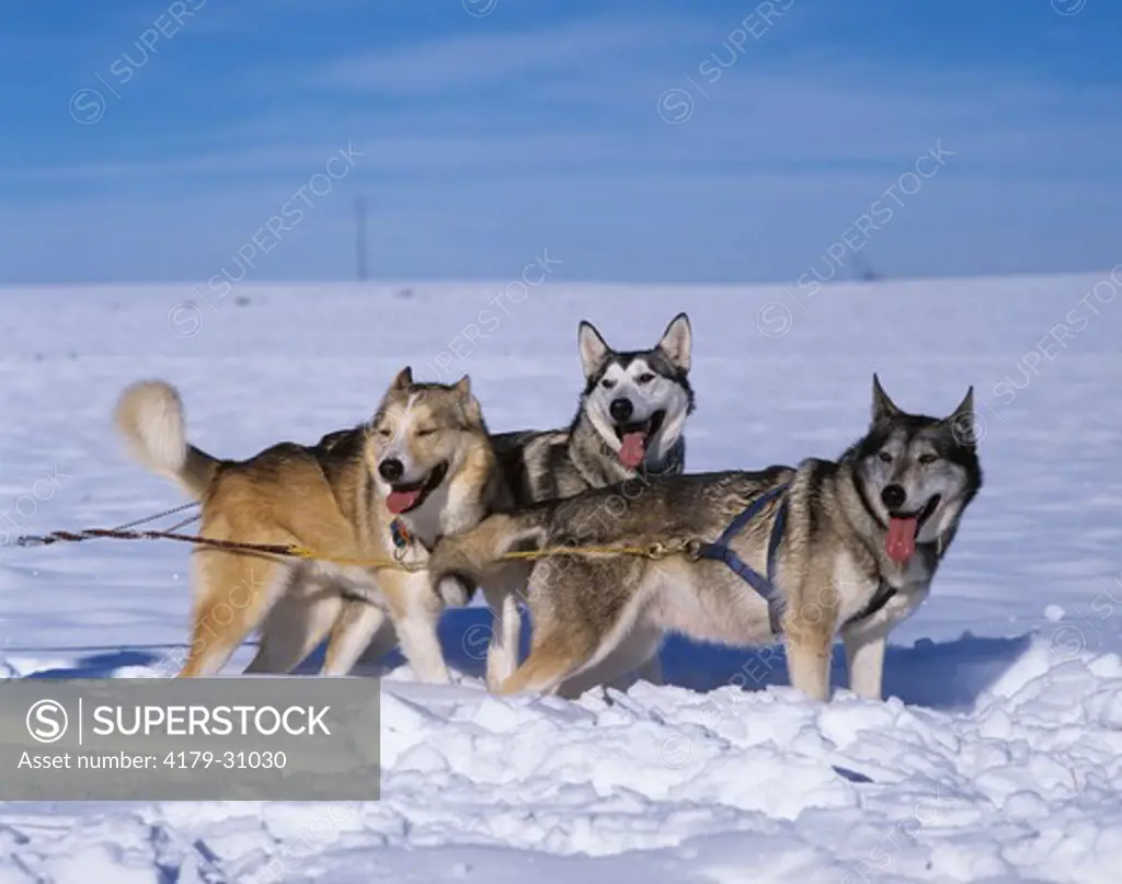 Alaskan Huskies