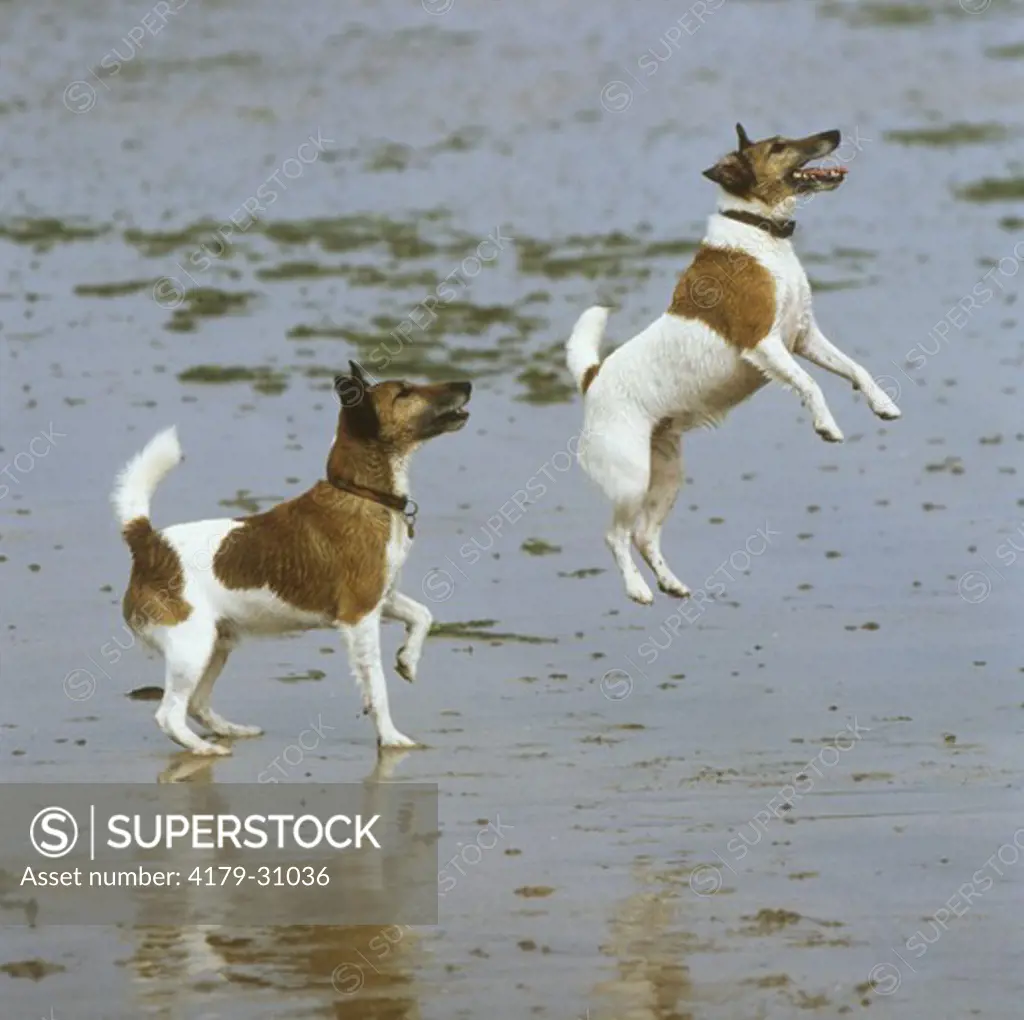 Smooth Terriers playing on Beach