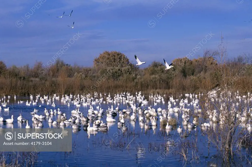 Snow Geese Flock on Pond (Chen caerulescens)  Bosque del Apache NWR, NM Velvia 50