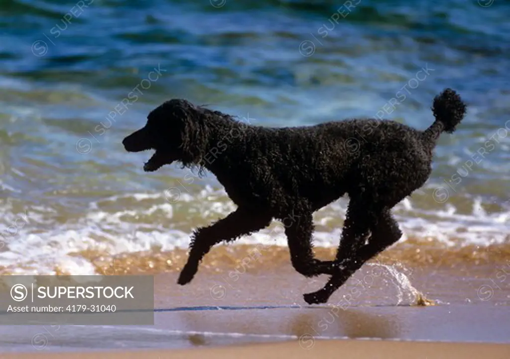 King Poodle running on the beach England