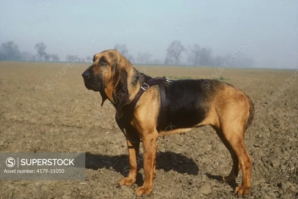 Bloodhound, shadow