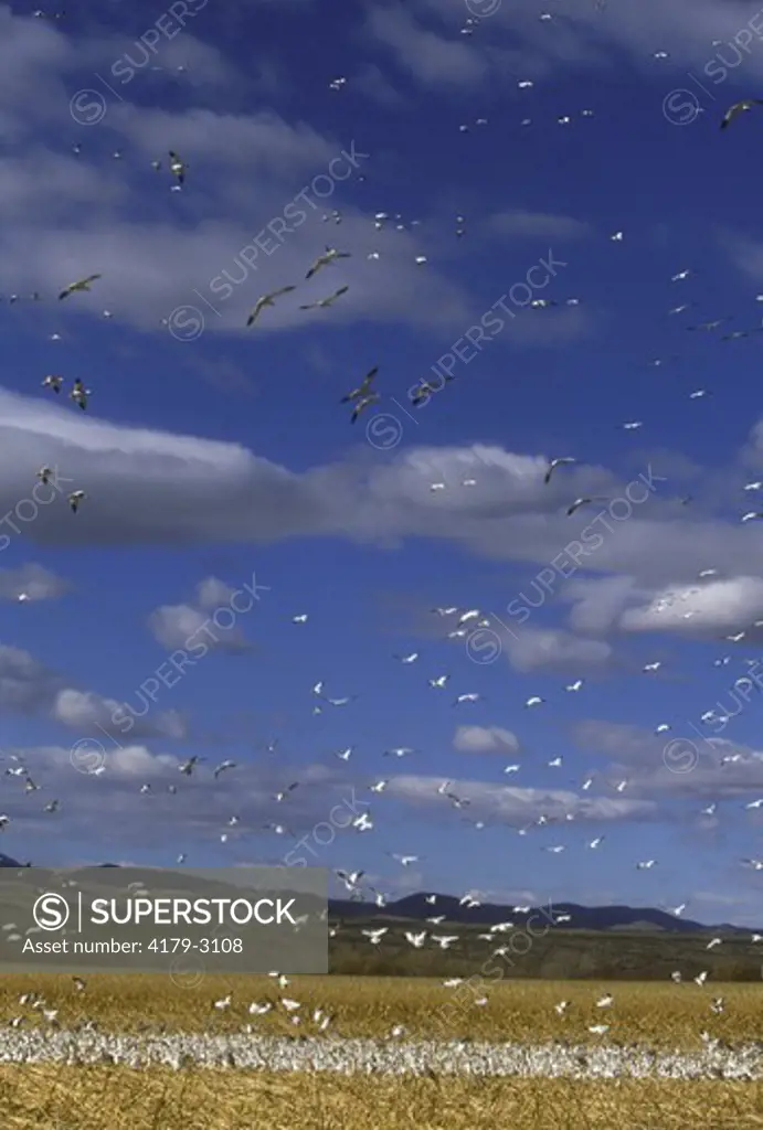 Snow Geese at Corn Field to feed, (Chen caerulescens), Bosque del Apache, NM, New Mexico