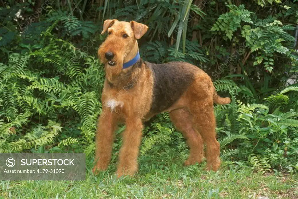 Dog: Airedale