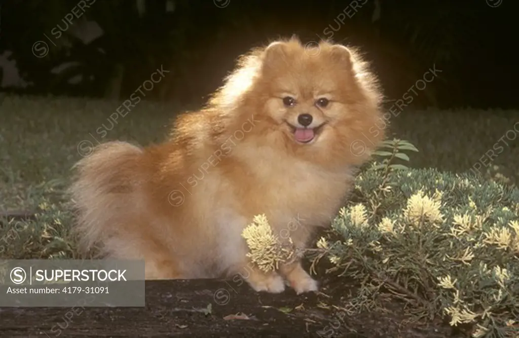 Dog Pomeranian