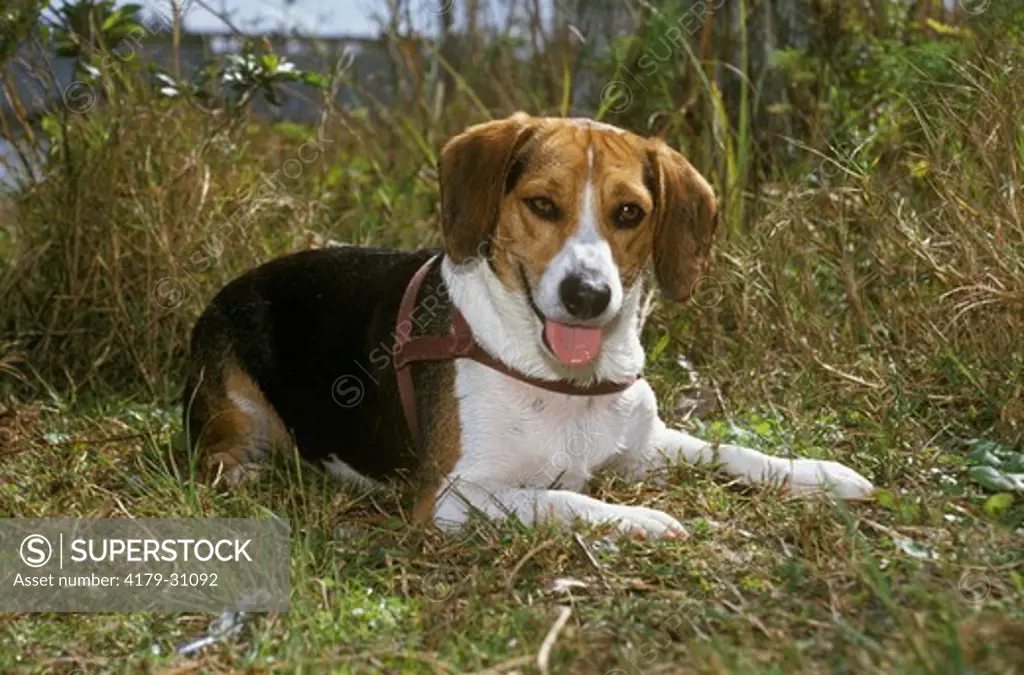 Dog: Beagle