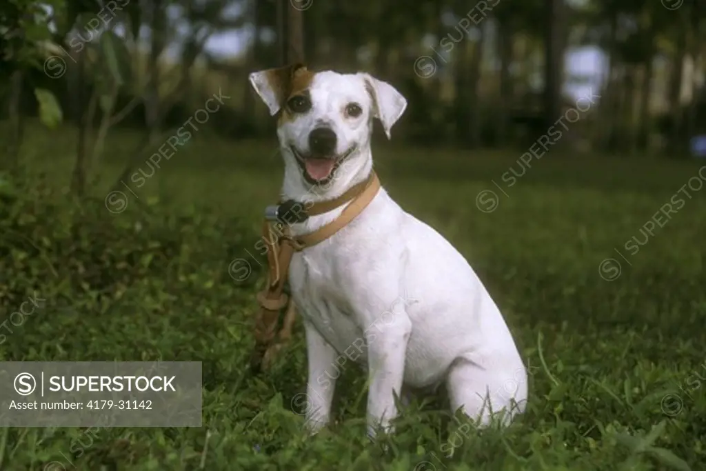 Dog, Jack Russell Terrier