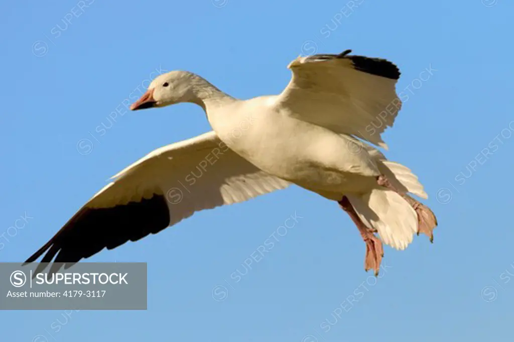 Snow Goose  (Chen caerulescens)  In flight  Bosque Del Apache NWR New Mexico