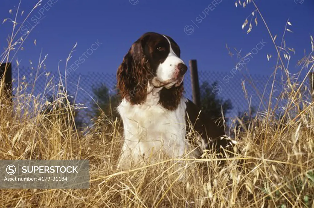 Dog, English Springer Spaniel
