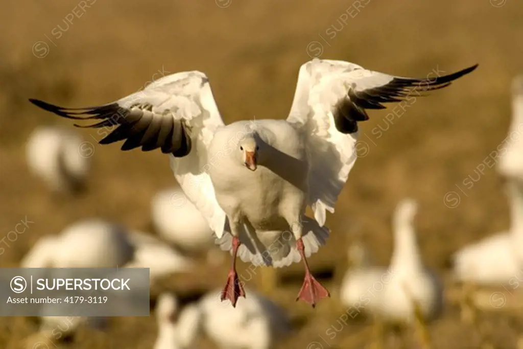 Snow Goose  (Chen caerulescens)  In flight, preparing to land  Bosque Del Apache NWR New Mexico