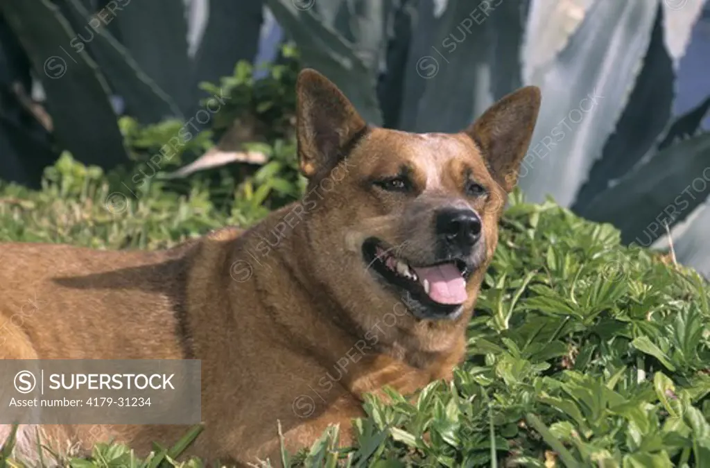 Dog: Australian Cattledog