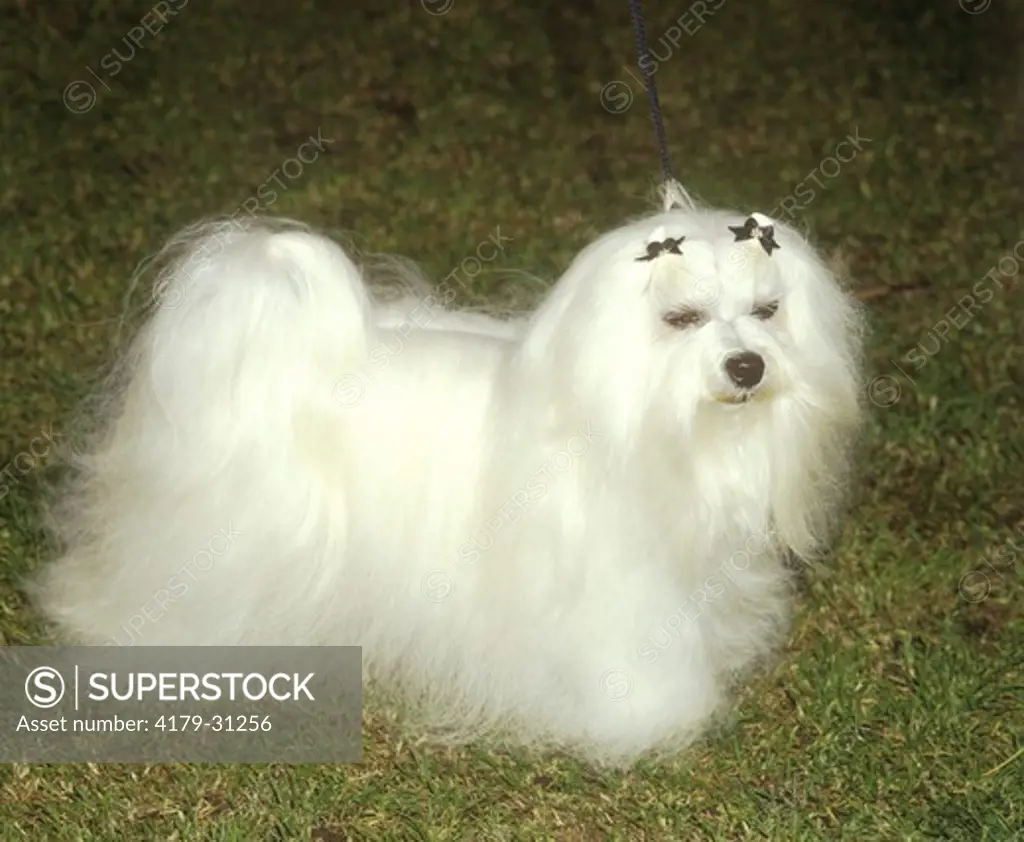 Dog: Maltese