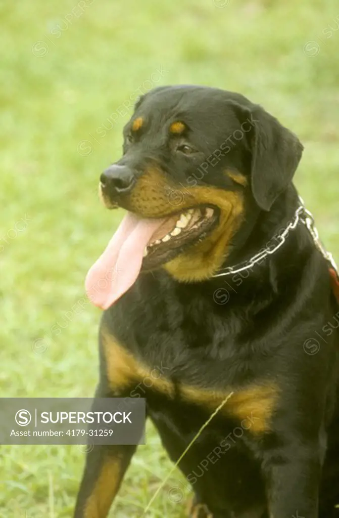 Rottweiller adult, portrait, wagging tongue