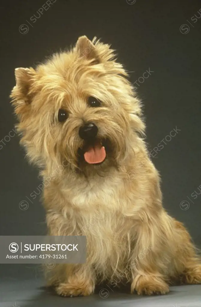 Cairn Terrier (kompare)