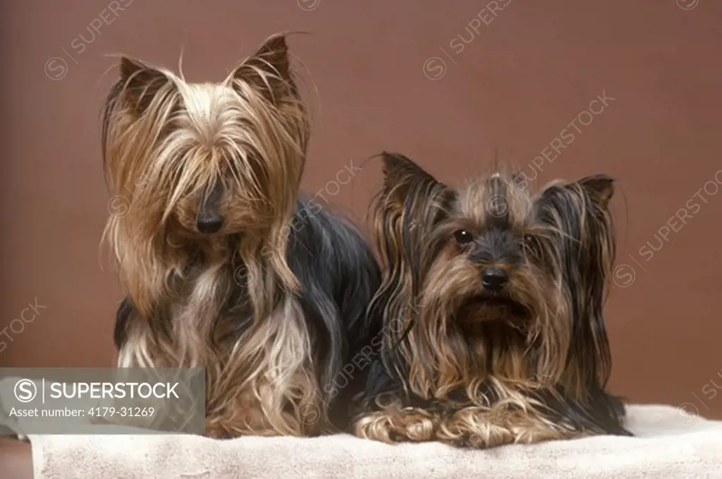 Female Yorkshire Terriers (Eliza Doolittle & Jennifer) Boyden