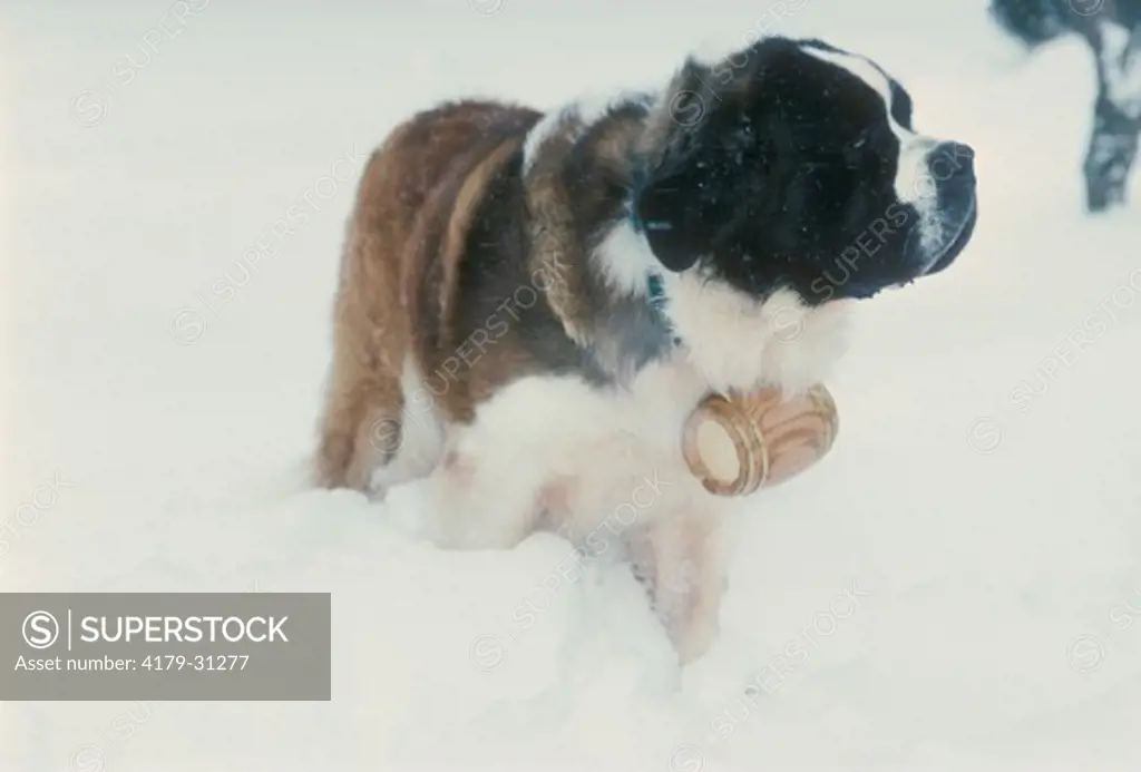 Male Saint Bernard Dog carrying Barrel on snow covered ground - Hillsborough, Ontario