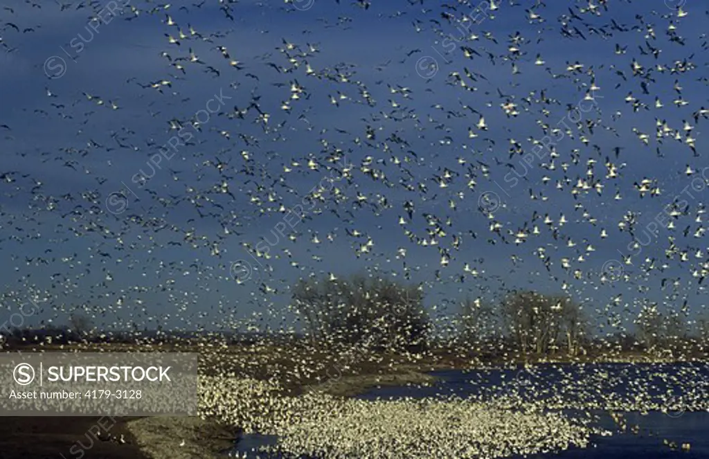 Migrating Snow Geese (Chen caerulescens), November, De Soto NWR, IO, Iowa