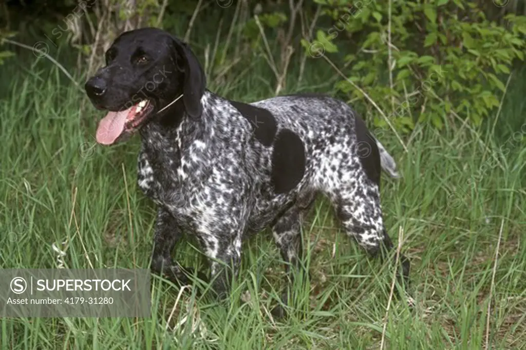 German Short-Haired Pointer Male, Woodbridge, Ontario