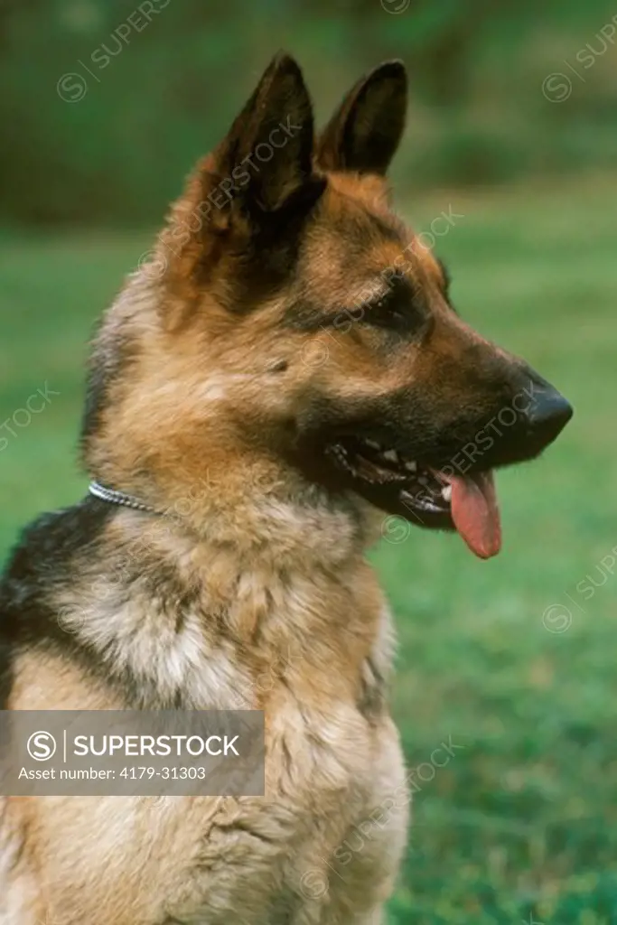 German Shepherd Dog Scarborough, Ontario