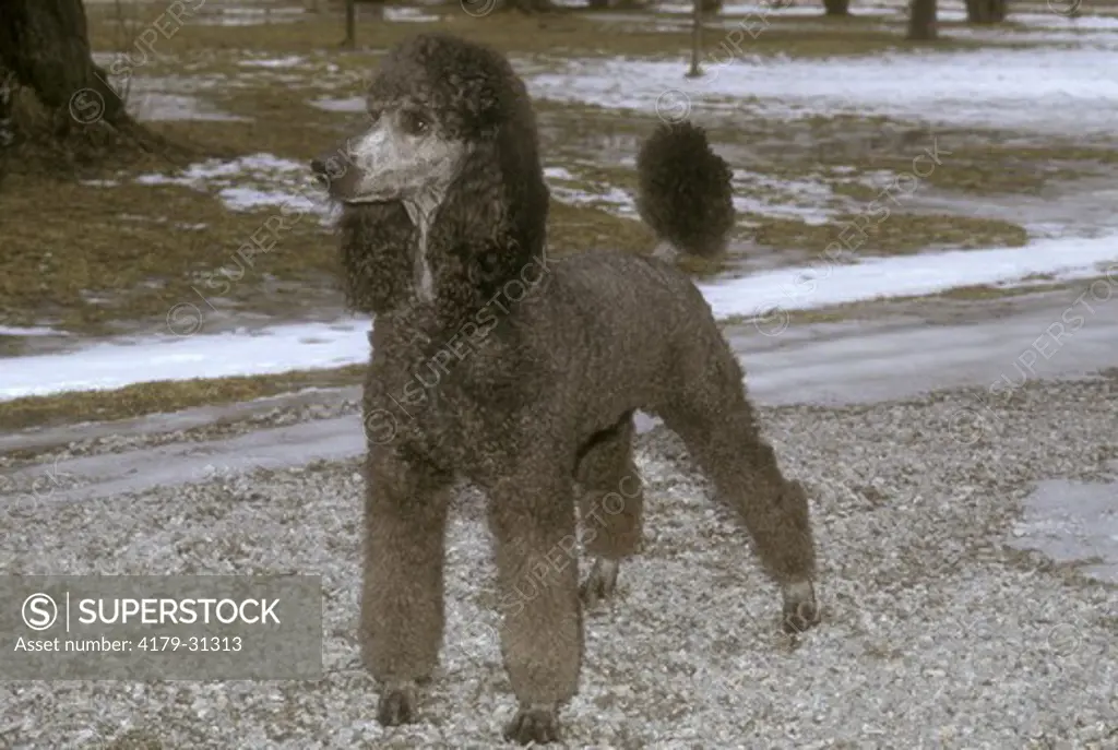 Male Standard Poodle Bellhaven, Ontario