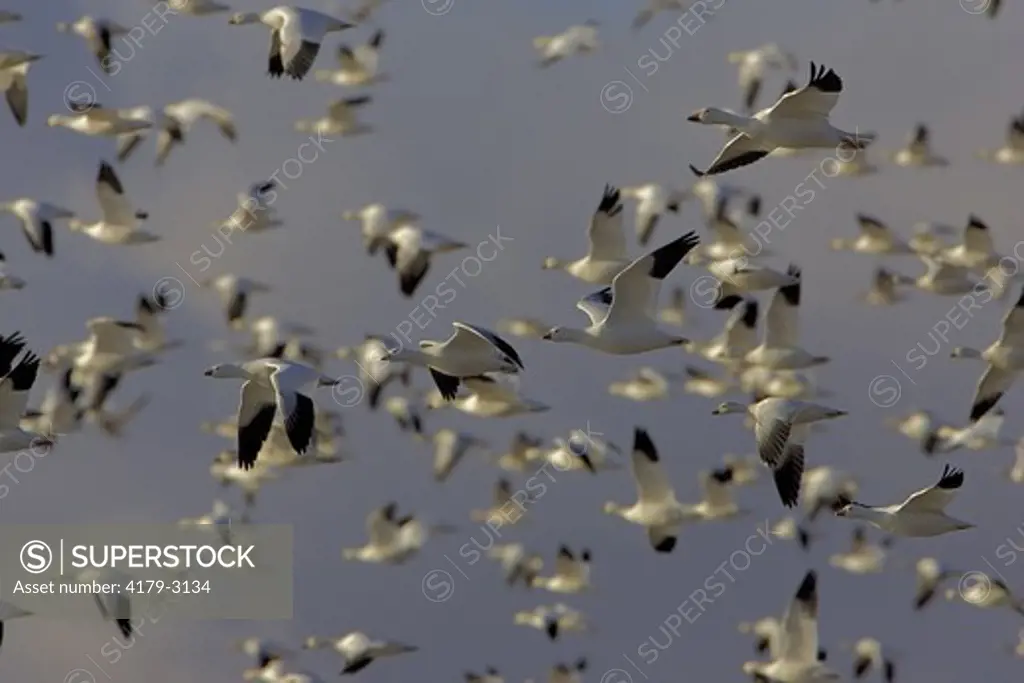 Snow Geese (Chen caerulescens) Bosque del Apache National Wildlife Refuge, New Mexico