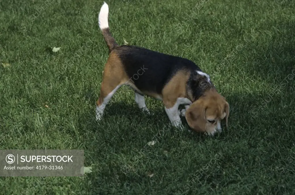 Beagle sniffing, Nobleton, Ontario