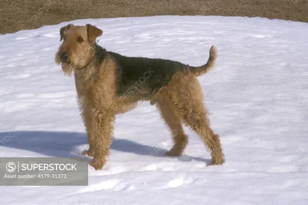 Male Airedale Terrier, Digaires Airedales, Campbellcroft, Ontario