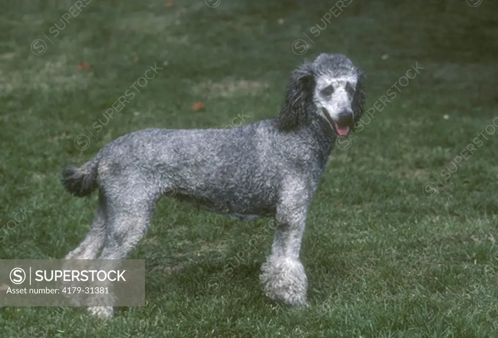 Standard Poodle Clintondale Kennel King City, Ontario