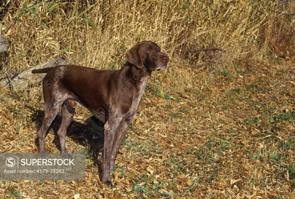 Dog: German Shorthaired Pointer, Angus, Ontario