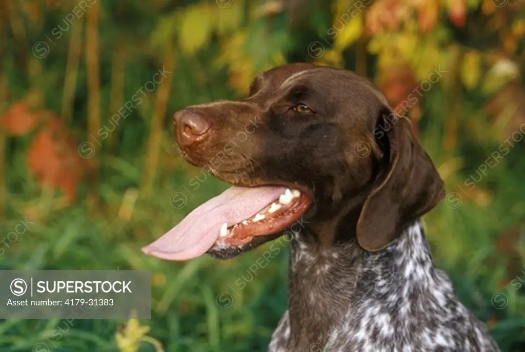 Dog: German Shorthaired Pointer, Angus, Ontario. panting