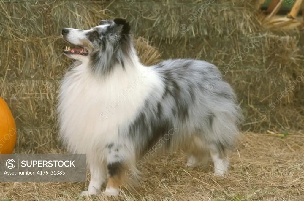 Dog: Shetland Sheepdog or Sheltie, Uxbridge, Ontario