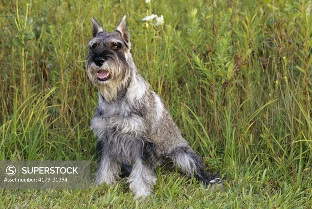 Dog: Standard Schnauzer, Baldwin, Ontario