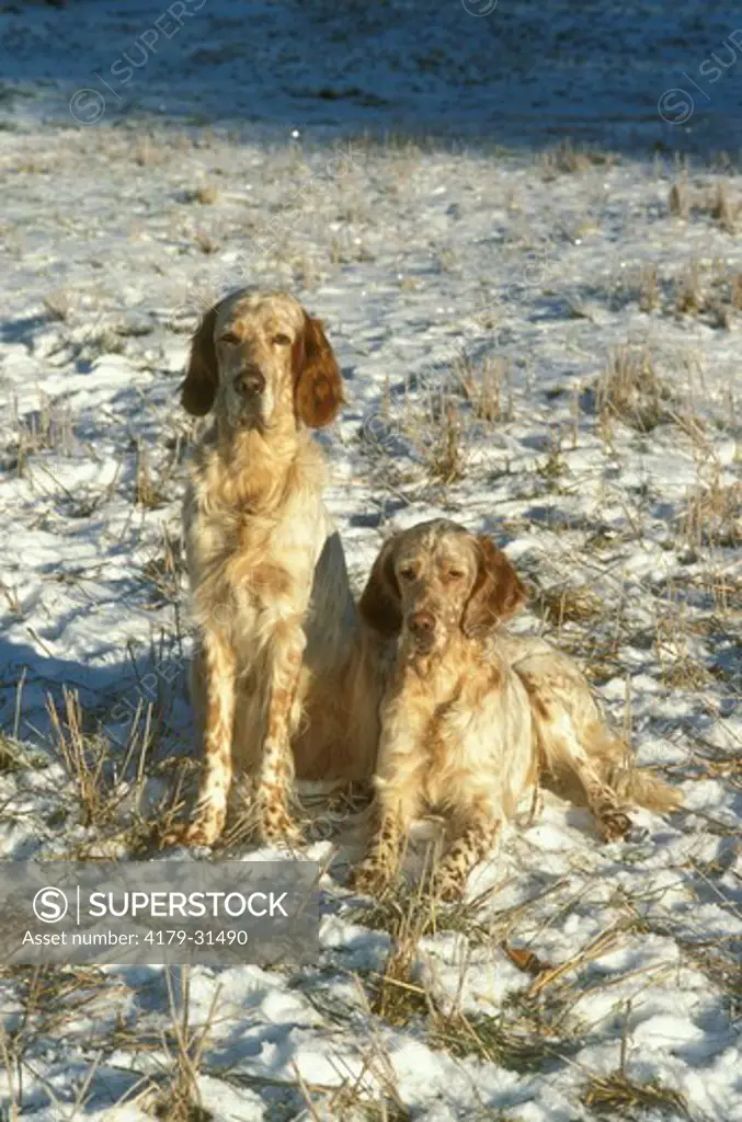 English Setters in snow Pair