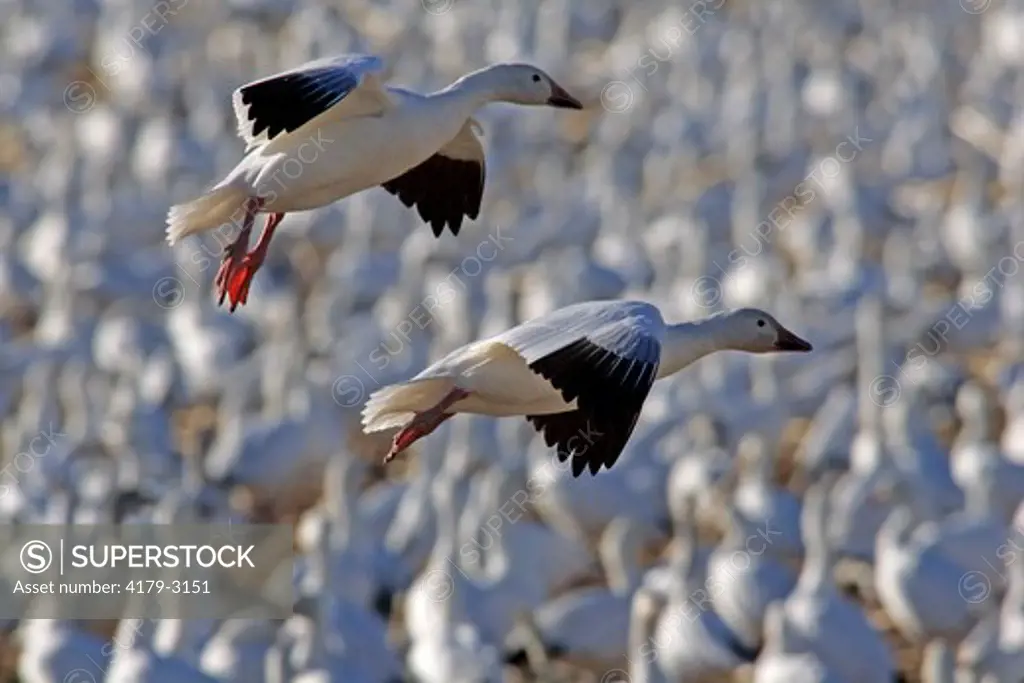 Snow Geese (Chen caerulscens) flying over flock, Bosque del Apache NWR, NM