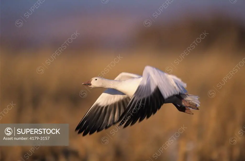 Snow Goose (Chen caerulescens) adult in flight, Bosque del Apache National Wildlife Refuge , New Mexico, USA, December 2003