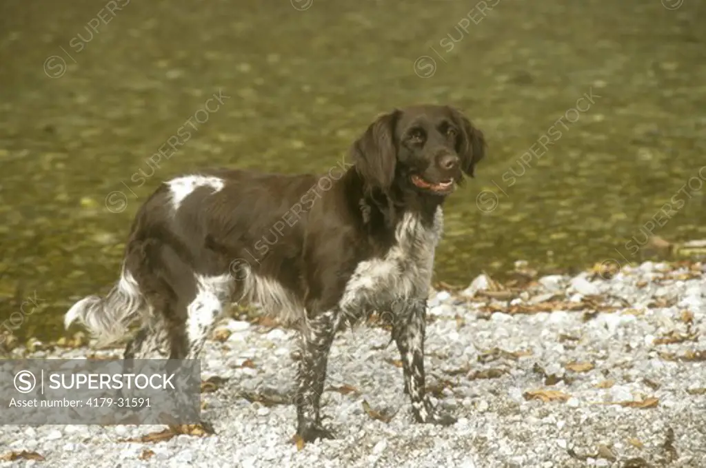 Dog: Kleiner Munsterlander (German Hunting Breed)