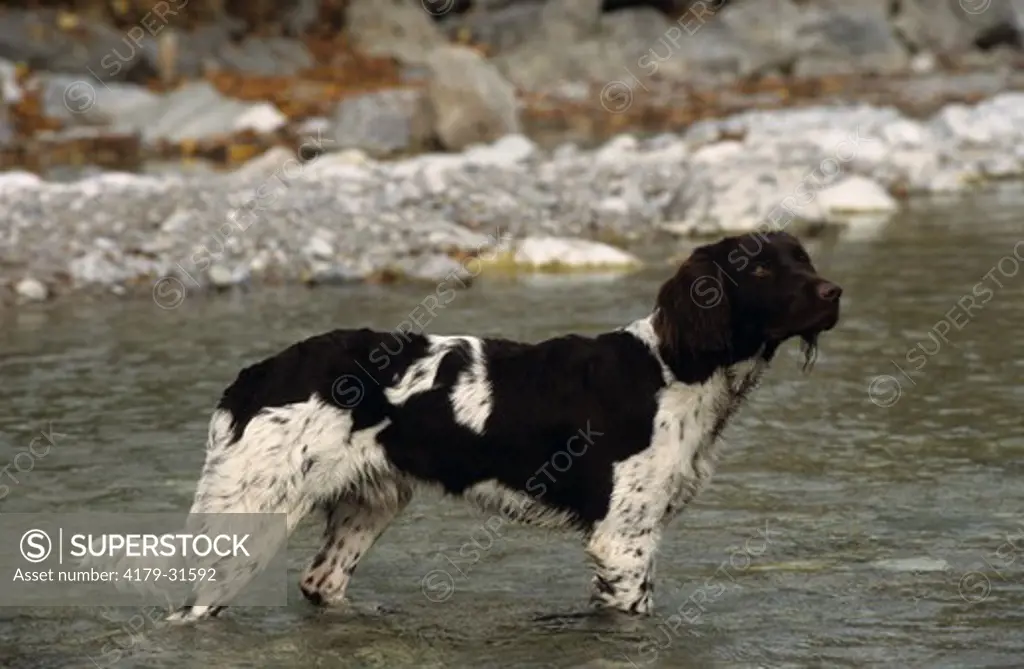 Dog: Kleiner Munsterlander (German Hunting Breed) standing in Stream, Water